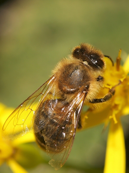 Honey Bee