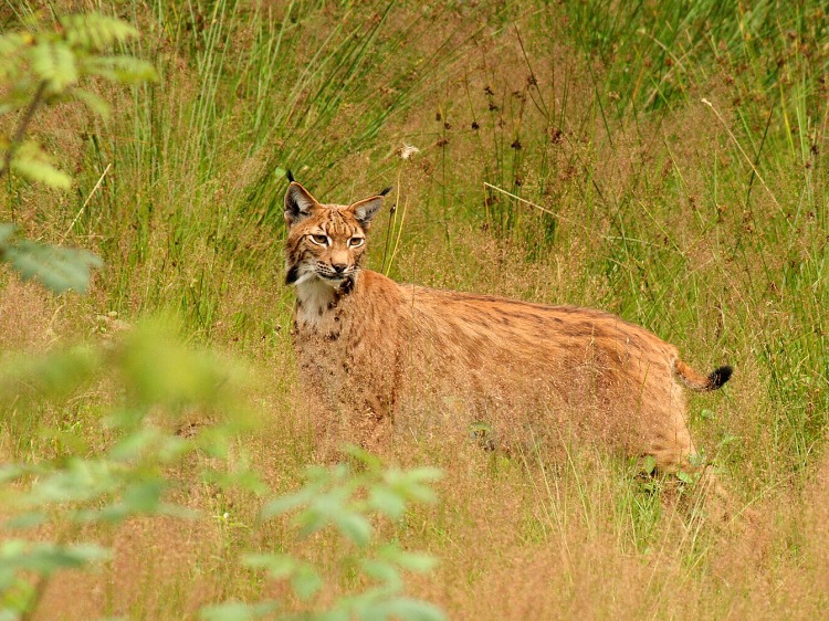 Lynx