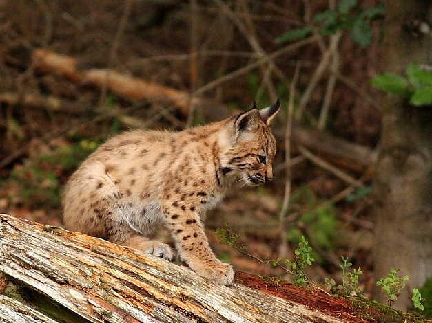 Lynx