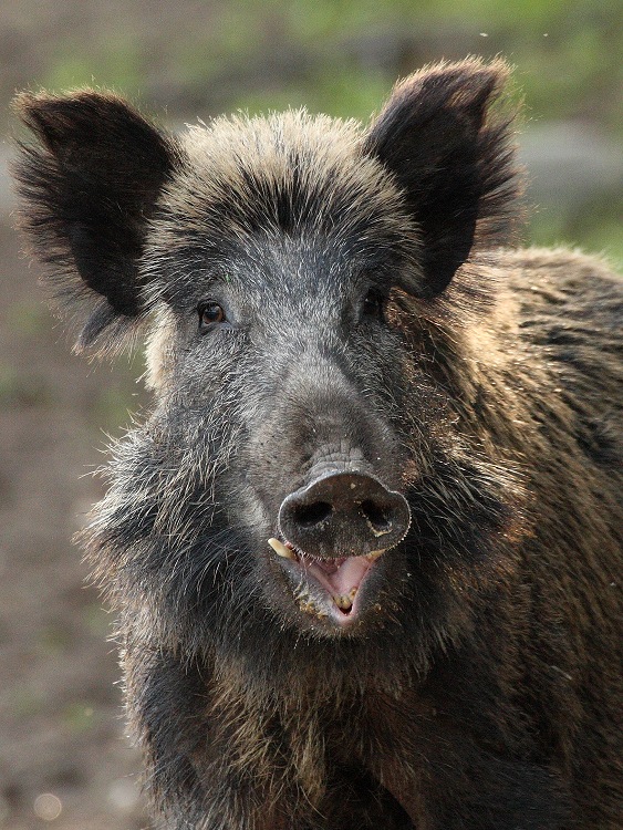 Wild boar