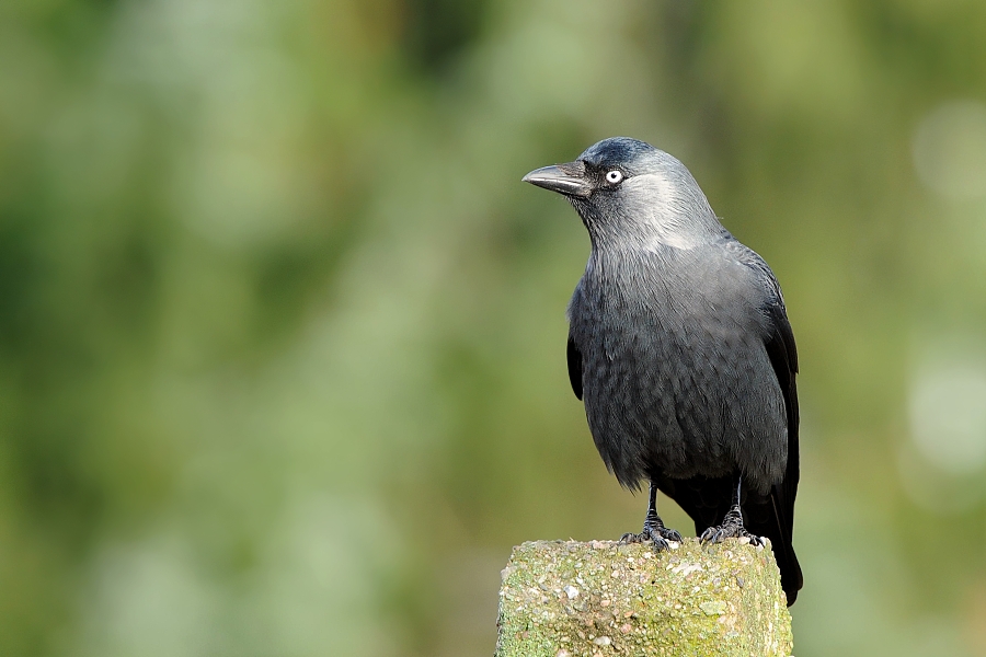 Corvus monedula 