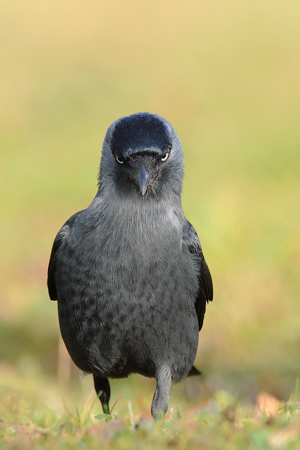 Corvus monedula 