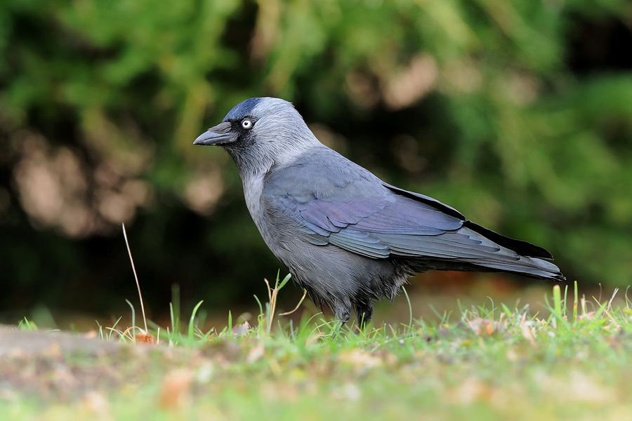 Corvus monedula 