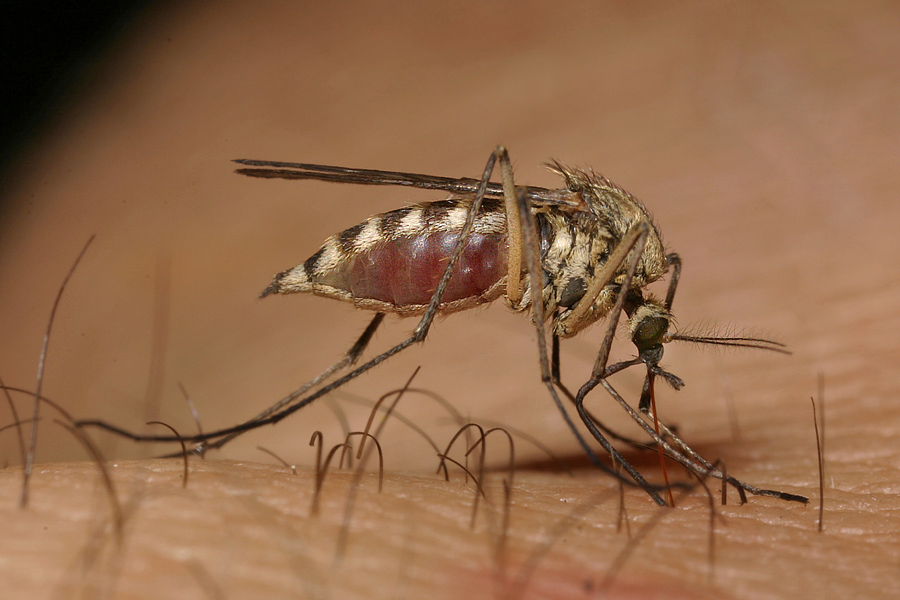 Northern House Mosquito
