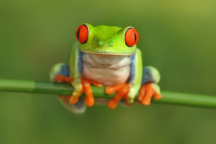 Agalychnis callidryas,Hyla callidryas Cope
