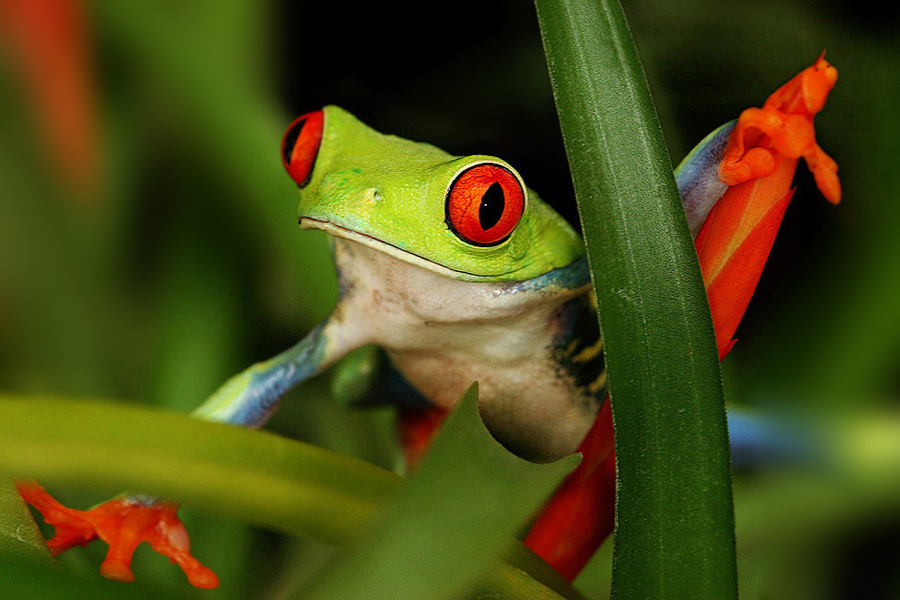 Agalychnis callidryas, Hyla callidryas Cope