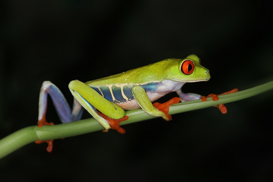 Agalychnis callidryas,Hyla callidryas Cope