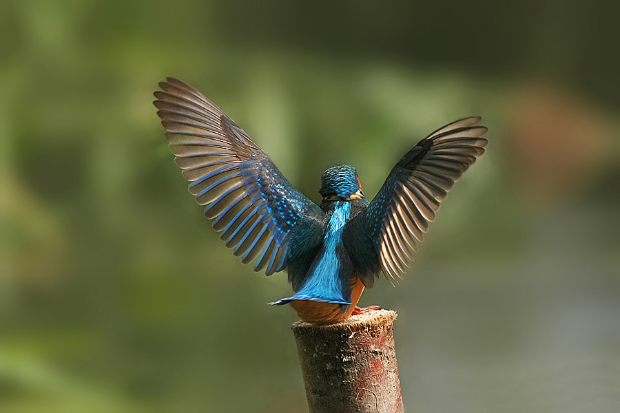 Common Kingfisher