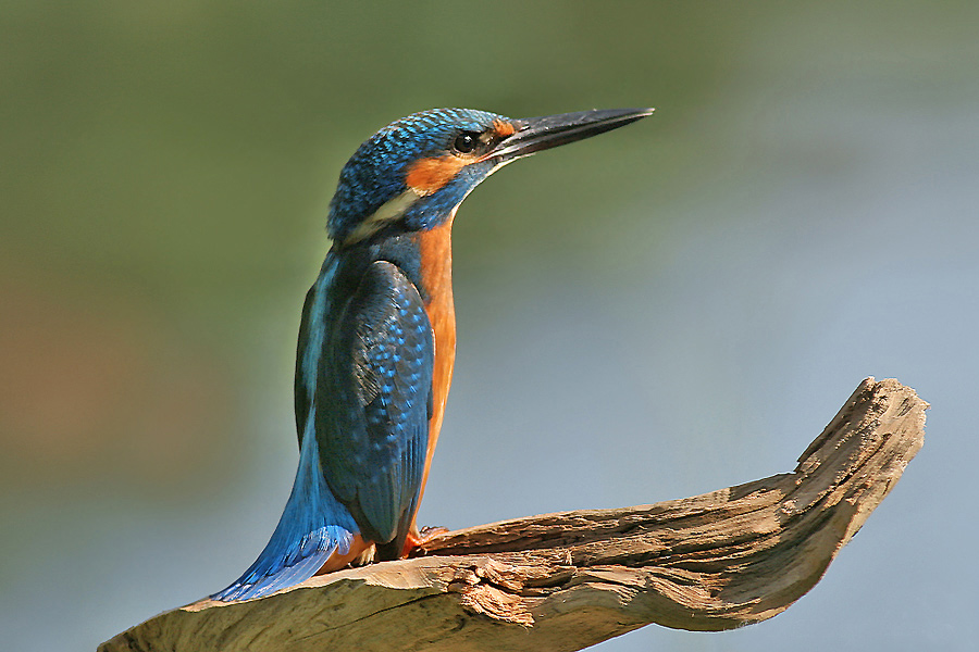 Common Kingfisher