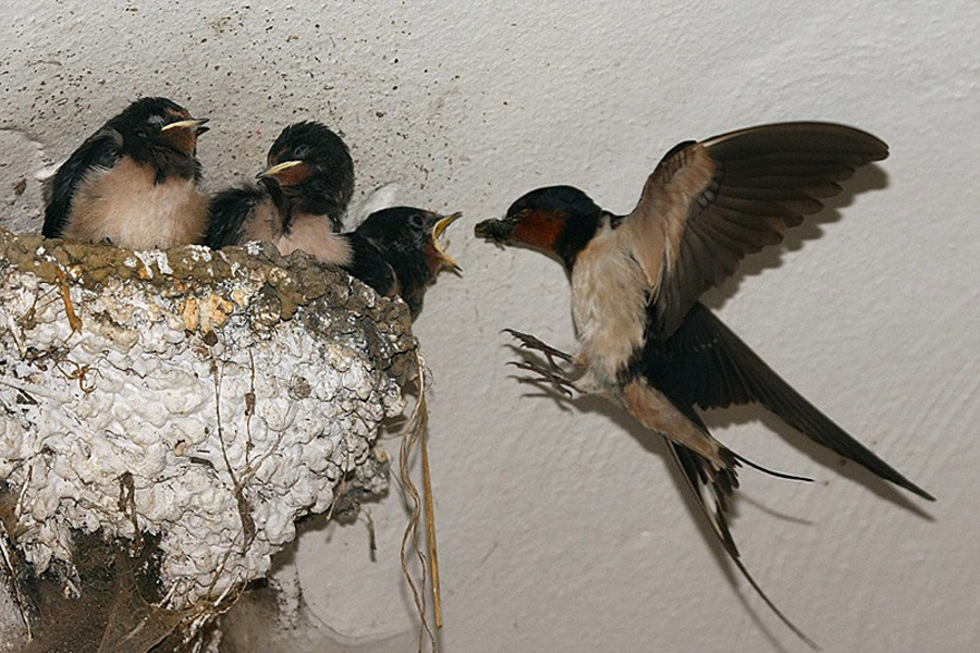 Barn Swallow