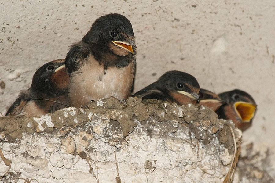 Barn Swallow