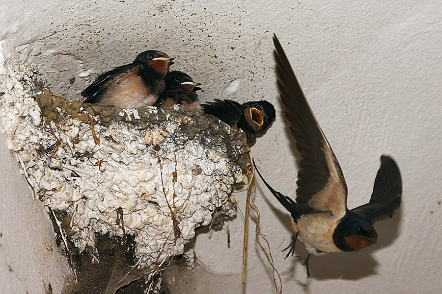 Barn Swallow