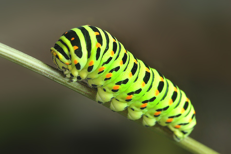 Papilio machaon