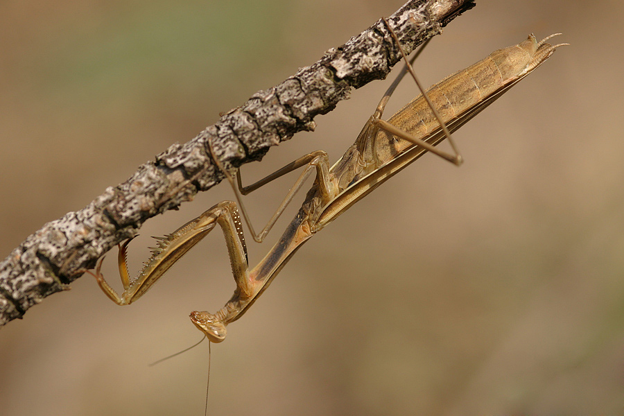 Praying Mantis