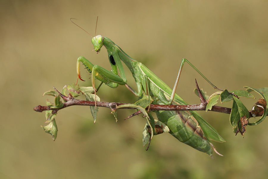 Praying Mantis