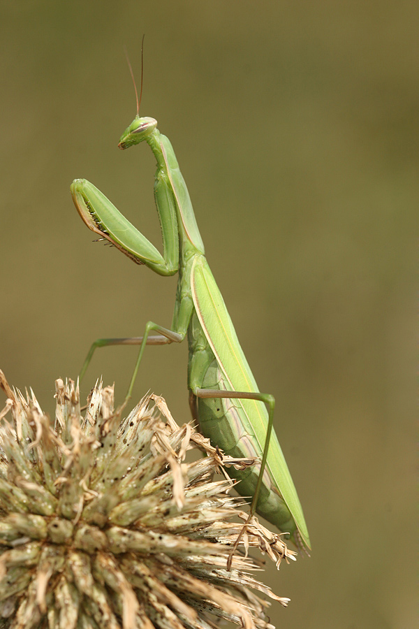 Praying Mantis