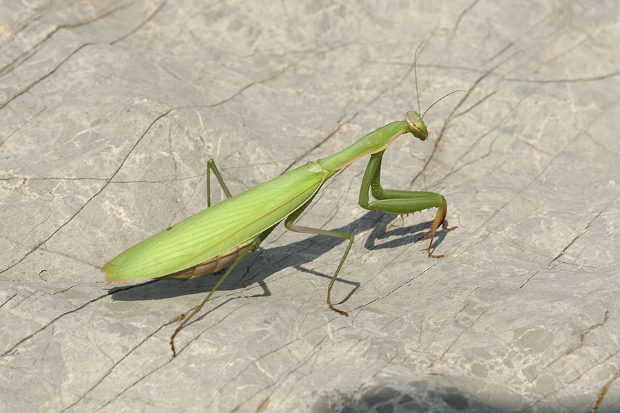 Praying Mantis