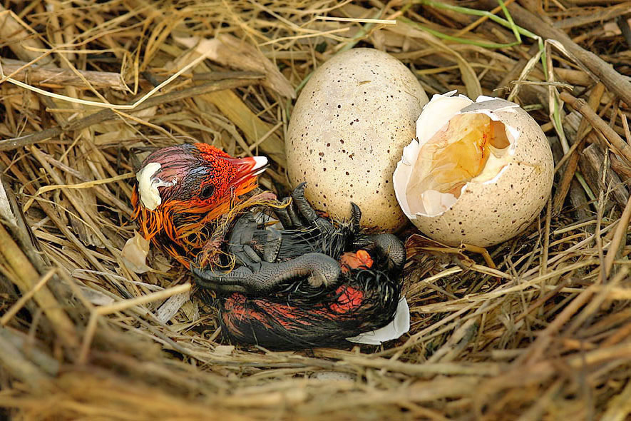 Fulica atra