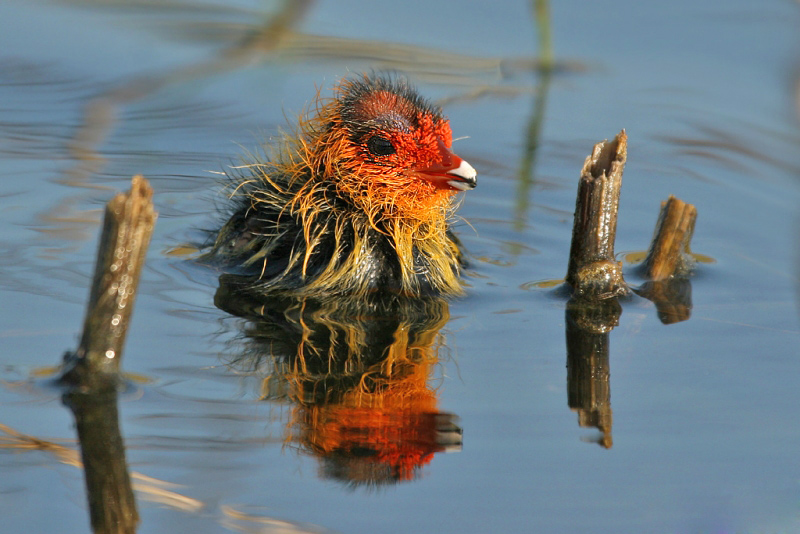 Fulica atra