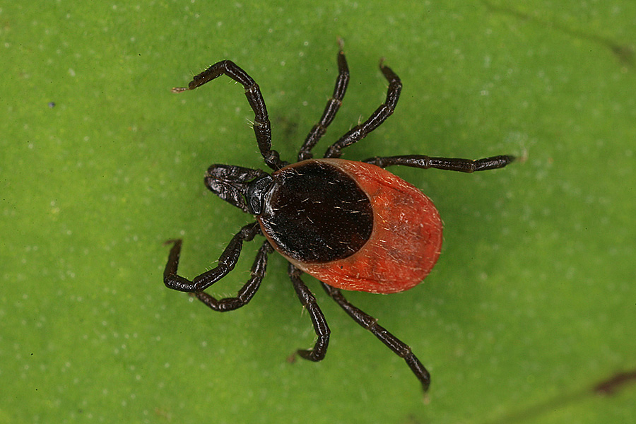 Ixodes ricinus