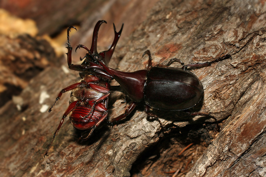 Xylotrupes gideon beckeri
