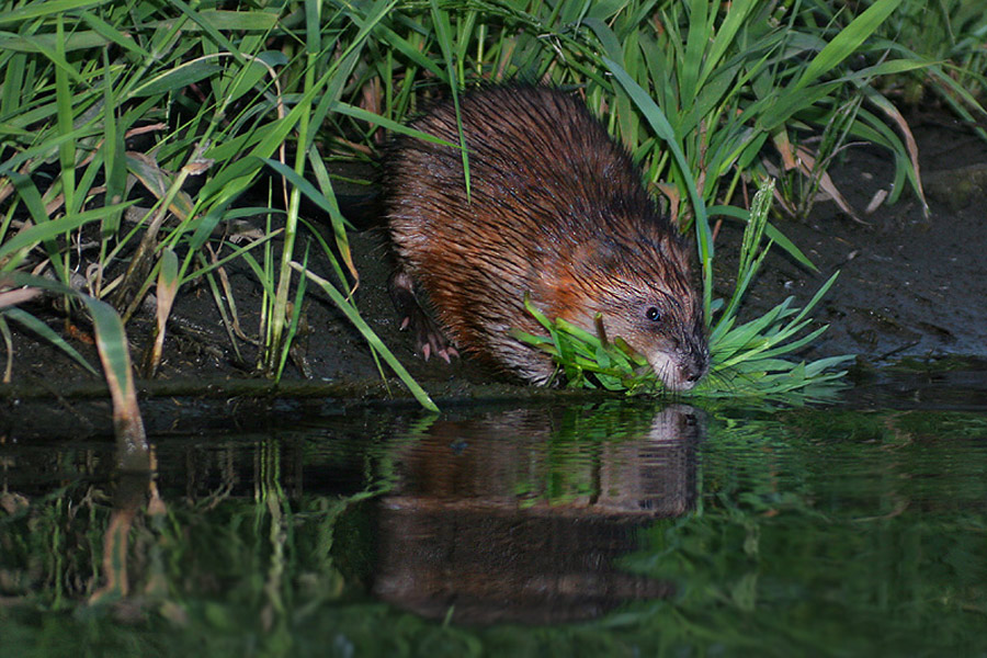 Muskrat