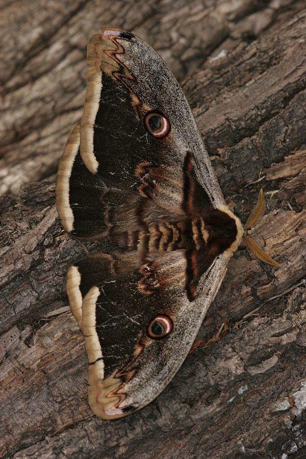 Saturnia pyri