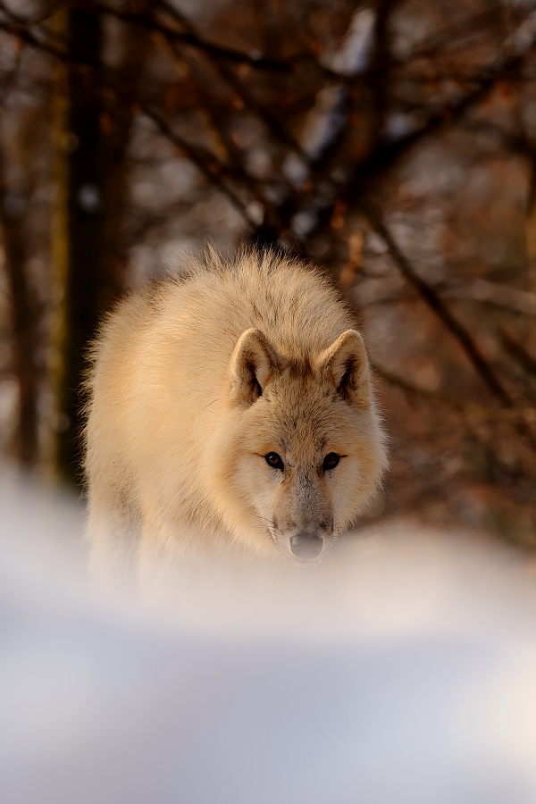 Wolf, North American Arctic Wolf