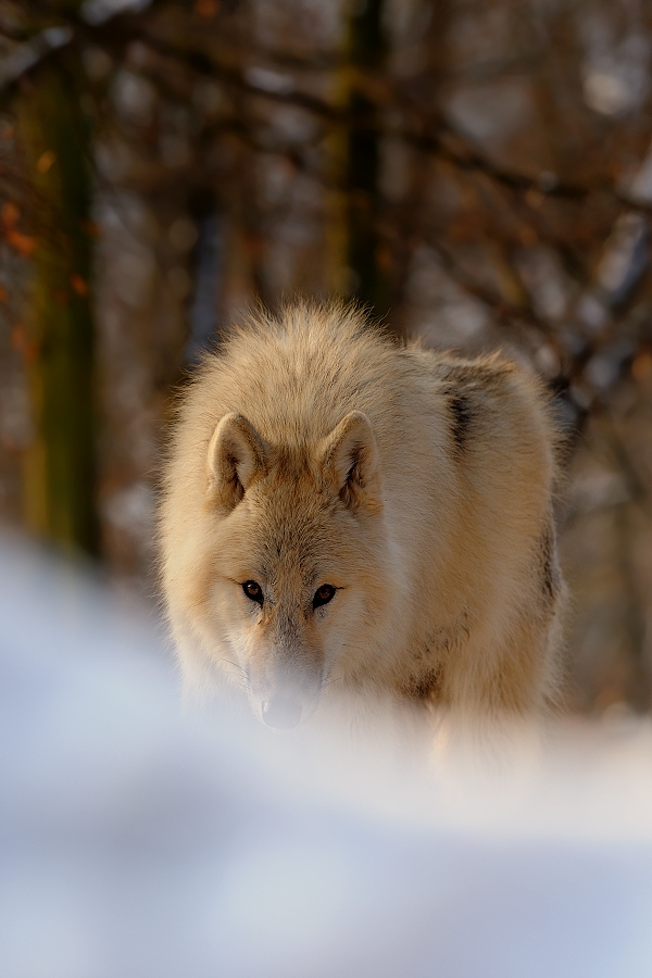 Wolf