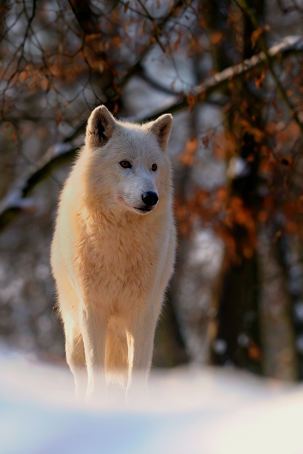 Arctic Wolf