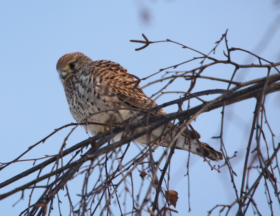 kestrel