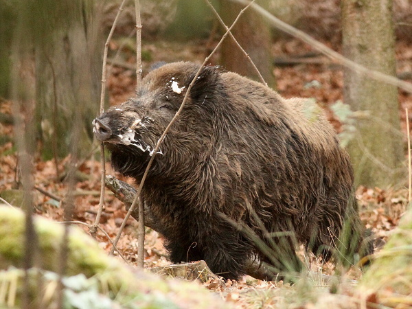 Wild boar