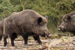 Prase divoké