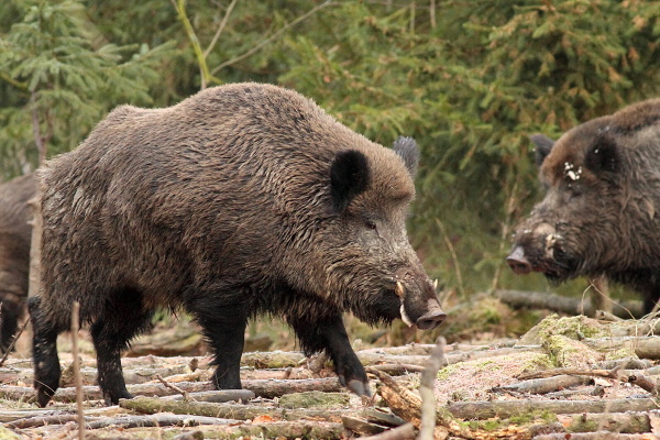 Wild boar