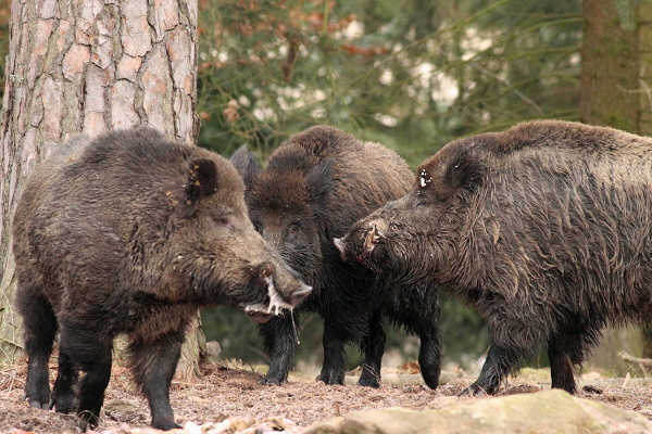 Wild boar