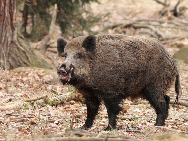 Wild boar