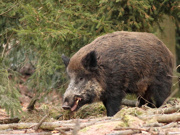 Wild boar