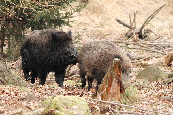 Wild boar