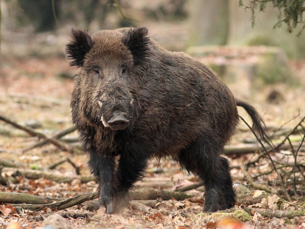 Wild boar