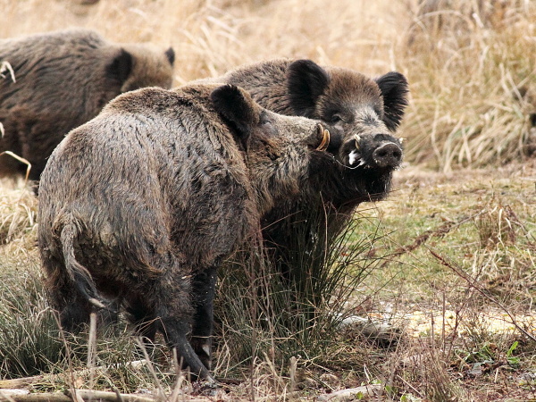 Wild boar 