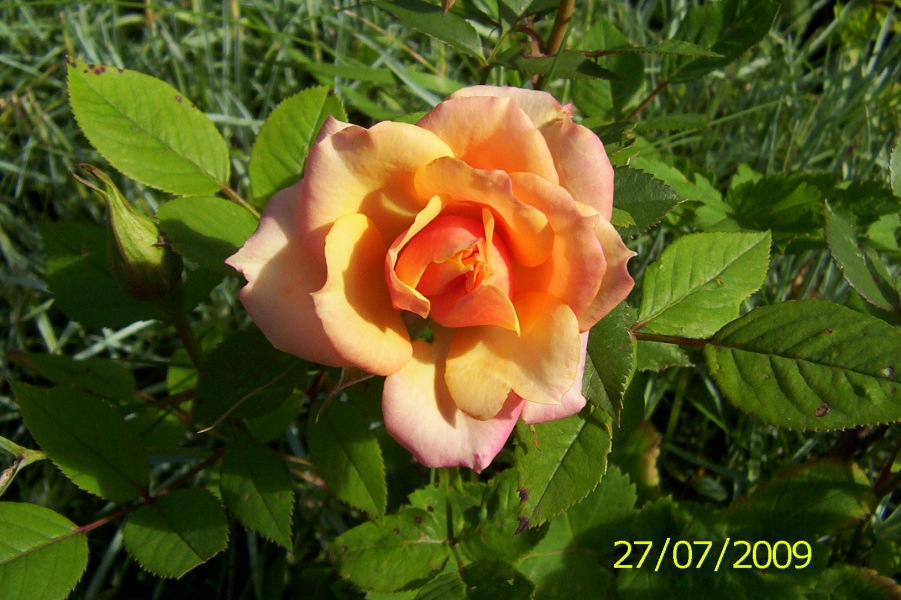 Rose