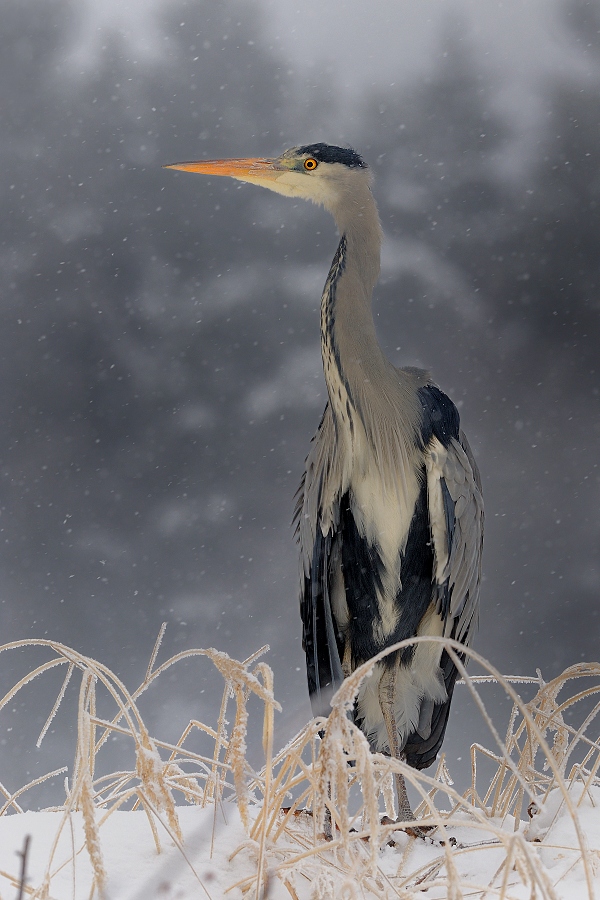 Grey Heron