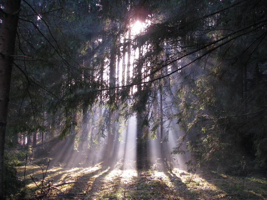 sun betwem the treeses