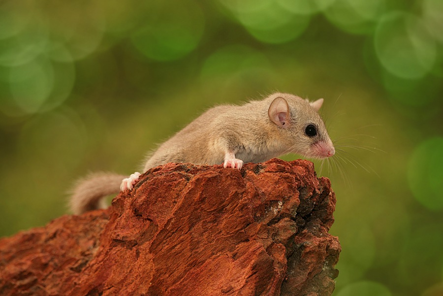 Woodland Dormouse