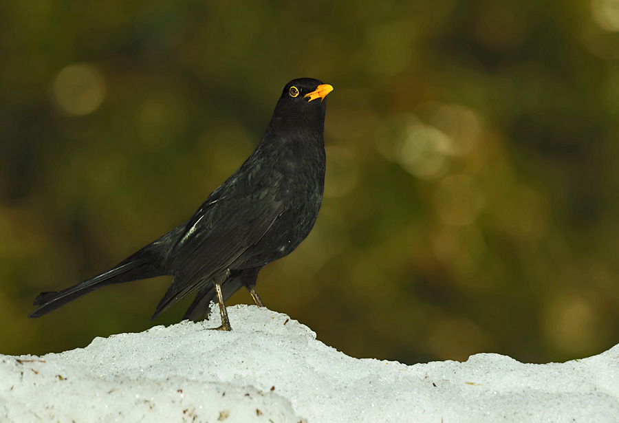 Blackbird