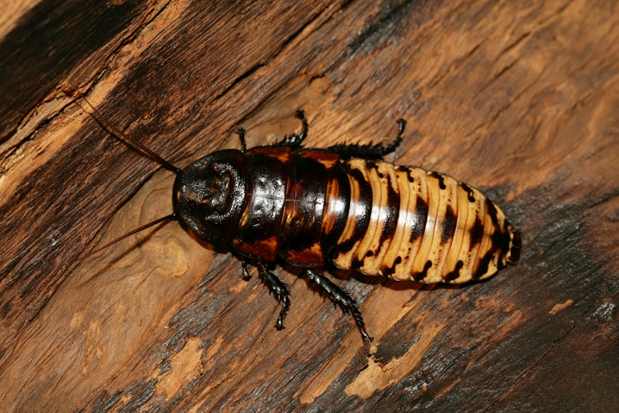 Cockroaches