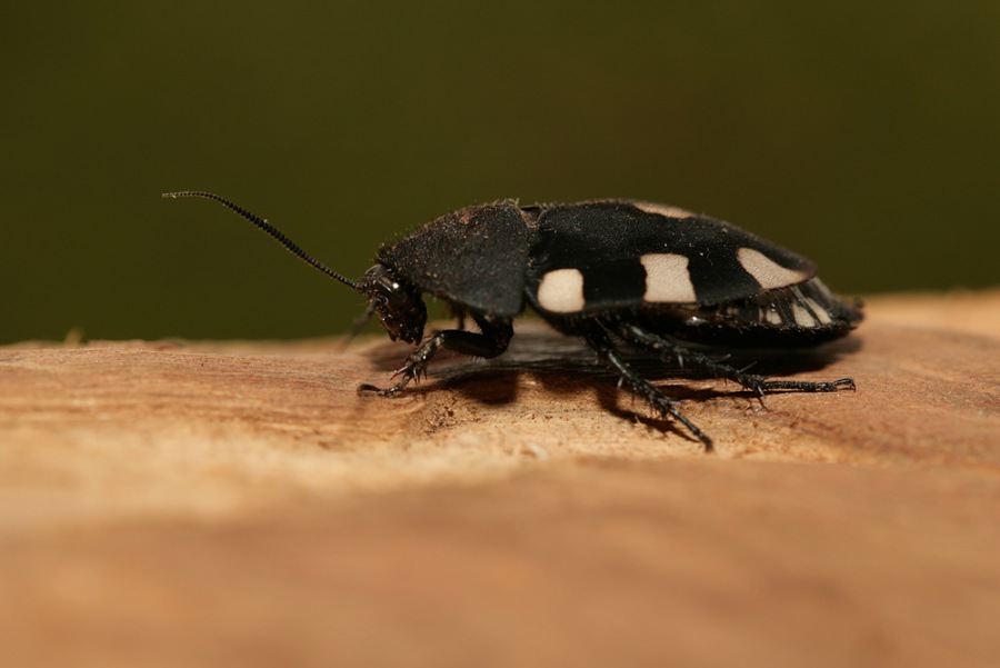 Therea olegrandjeani
