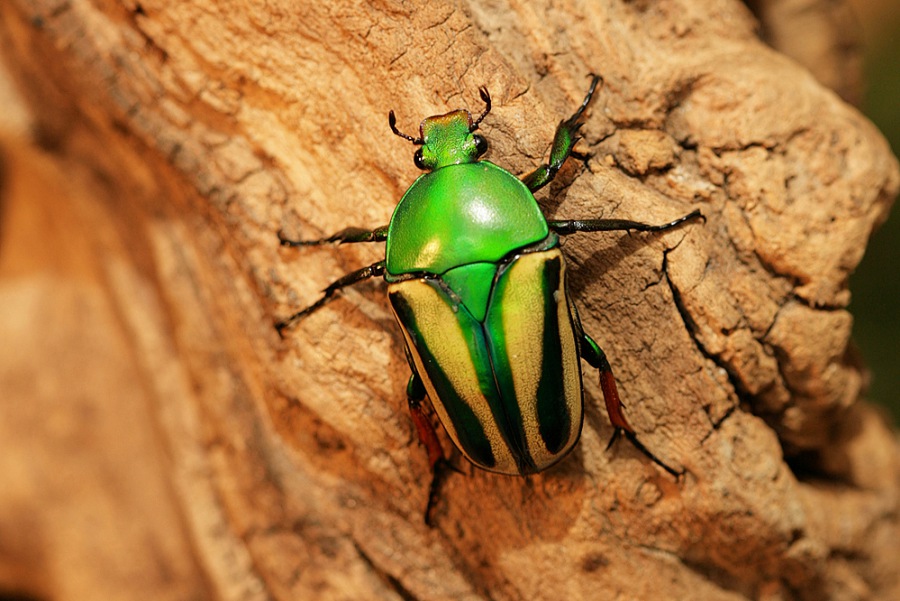 Eudicella umbrovittata