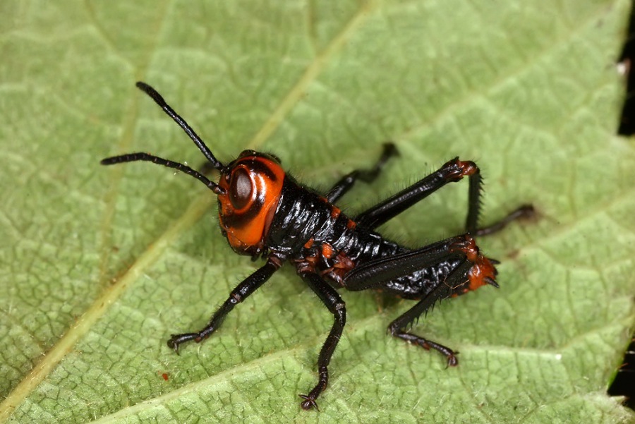 Tropidacris collaris