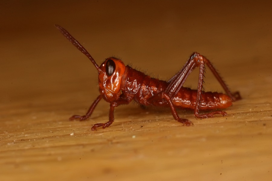 Tropidacris collaris